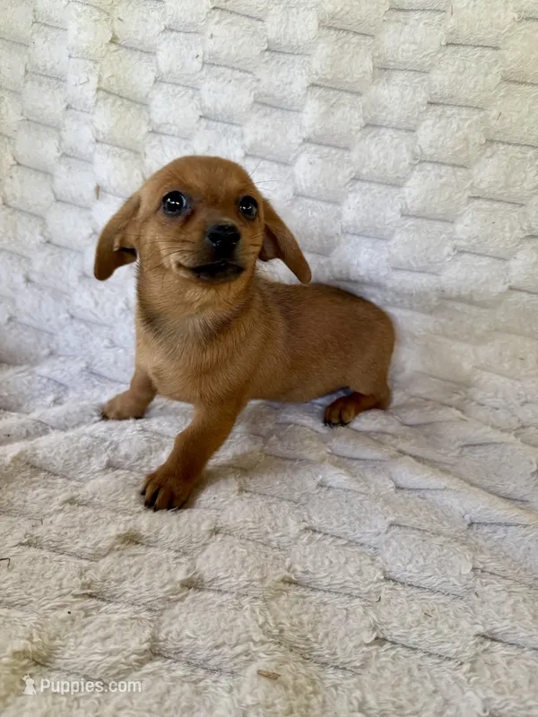 Rose – Chihuahua, Miniature Dachshund puppy for sale in Dawsonville, GA