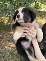 Autumn, a female Australian Shepherd and Border Collie for sale in Dawsonville, GA – 2 of 3