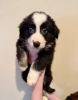 Juliet *Valentines Day Special!*, a female Australian Shepherd and Border Collie for sale in Dawsonville, GA – Photo 2 of 3