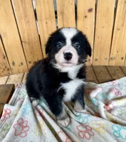 Juliet *Valentines Day Special!*, a female Australian Shepherd and Border Collie for sale in Dawsonville, GA – Photo 1 of 3