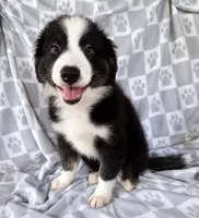 Molly, a female Australian Shepherd and Border Collie for sale in Dawsonville, GA – 1 of 2