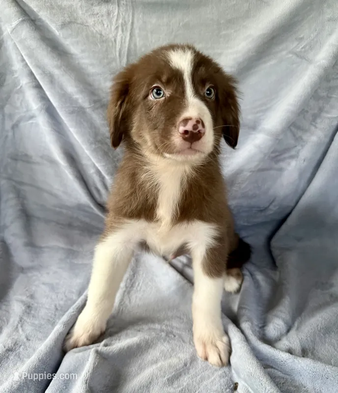 Marshall – Australian Shepherd, Border Collie puppy for sale in Dawsonville, GA