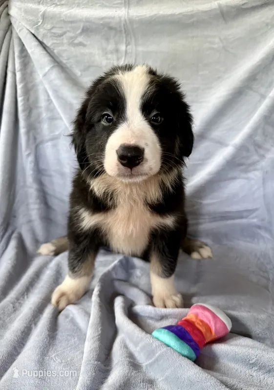 Dolly – Australian Shepherd, Border Collie puppy for sale in Dawsonville, GA