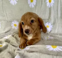 Charlie, a male Miniature Dachshund for sale in Dawsonville, GA – 3 of 4