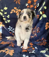 Aspen, a female Australian Shepherd and Border Collie for sale in Dawsonville, GA – 2 of 3