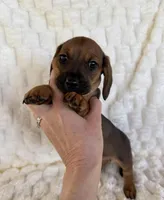 Rose, a female Miniature Dachshund for sale in Dawsonville, GA – Photo 3 of 3