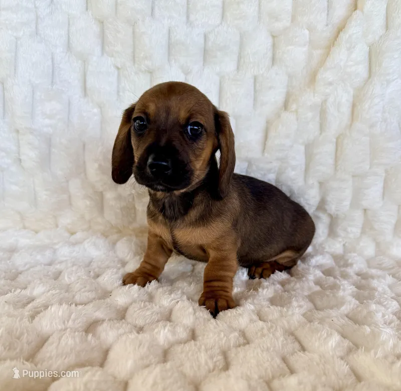 Rose – Miniature Dachshund puppy on hold in Dawsonville, GA