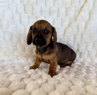 Rose, a female Miniature Dachshund for sale in Dawsonville, GA – Photo 1 of 3
