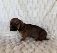 Rose, a female Miniature Dachshund for sale in Dawsonville, GA – Photo 2 of 3