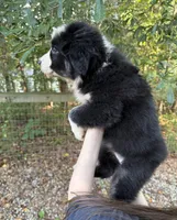 Dolly, a female Australian Shepherd and Border Collie for sale in Dawsonville, GA – 2 of 2