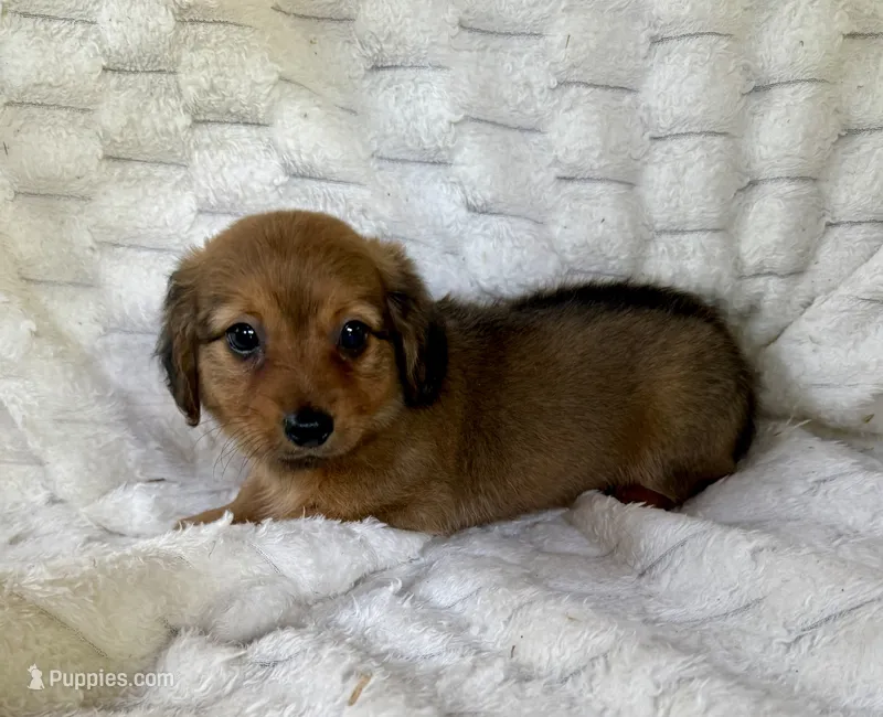 Bear – Chihuahua, Miniature Dachshund puppy for sale in Dawsonville, GA