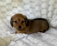 Bear, a male Chihuahua and Miniature Dachshund for sale in Dawsonville, GA – 1 of 2