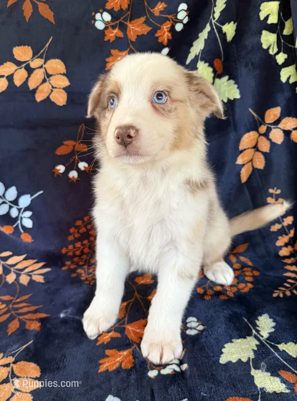 Dallas – Australian Shepherd, Border Collie puppy for sale in Dawsonville, GA