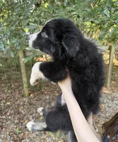 Amber, a female Australian Shepherd and Border Collie for sale in Dawsonville, GA – 2 of 2