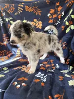 Aspen, a female Australian Shepherd and Border Collie for sale in Dawsonville, GA – 3 of 3