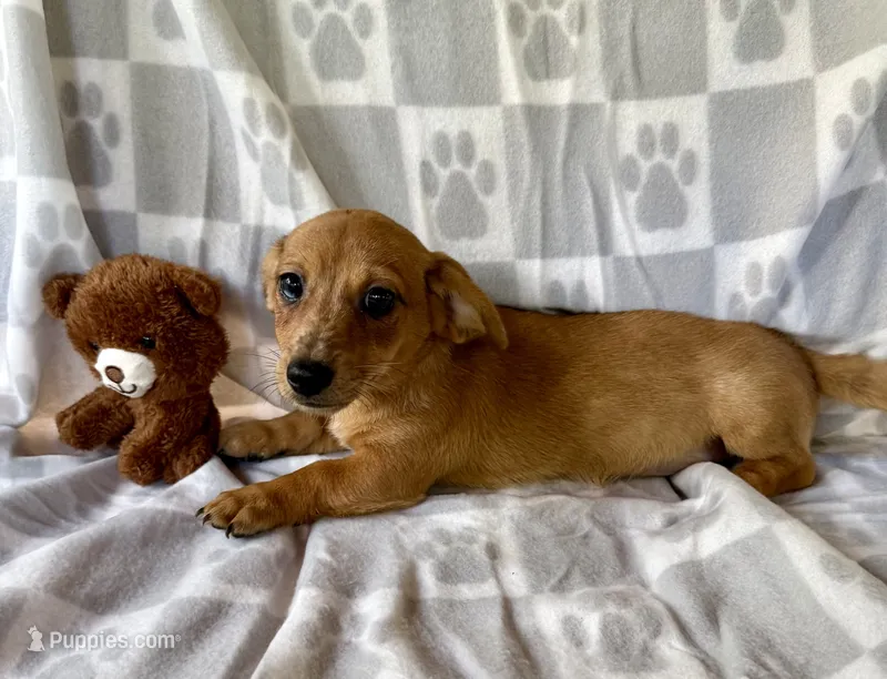 Daisy  – Chihuahua, Miniature Dachshund puppy for sale in Dawsonville, GA