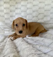 Honey, a female Chihuahua and Miniature Dachshund for sale in Dawsonville, GA – 1 of 2
