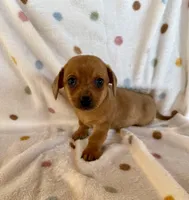 Buddy, a male Chihuahua and Miniature Dachshund for sale in Dawsonville, GA – Photo 5 of 5