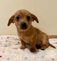 Buddy, a male Chihuahua and Miniature Dachshund for sale in Dawsonville, GA – Photo 2 of 5