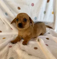 Buddy, a male Chihuahua and Miniature Dachshund for sale in Dawsonville, GA – Photo 3 of 5