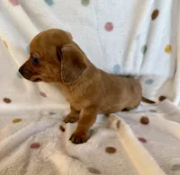 Buddy, a male Chihuahua and Miniature Dachshund for sale in Dawsonville, GA – Photo 4 of 5