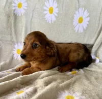 Bella, a female Miniature Dachshund for sale in Dawsonville, GA – 4 of 4