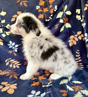 Everest, a male Australian Shepherd and Border Collie for sale in Dawsonville, GA – 2 of 2