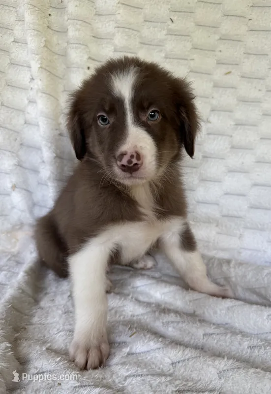 Marshall – Australian Shepherd, Border Collie puppy for sale in Dawsonville, GA