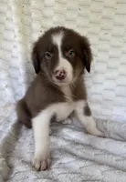 Marshall, a male Australian Shepherd and Border Collie for sale in Dawsonville, GA – 1 of 1