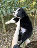 Atlas, a male Australian Shepherd and Border Collie for sale in Dawsonville, GA – 2 of 2