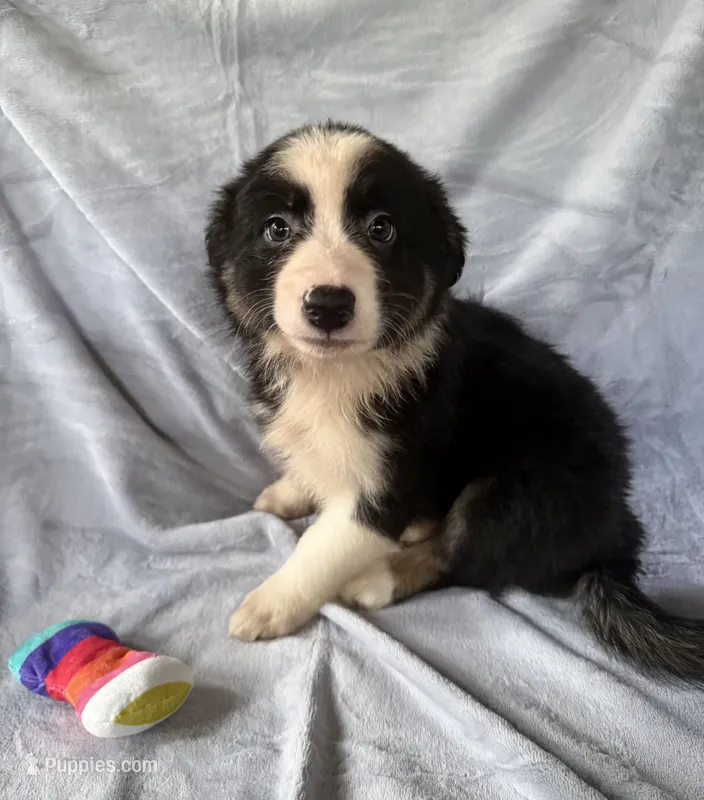 Autumn – Australian Shepherd, Border Collie puppy for sale in Dawsonville, GA