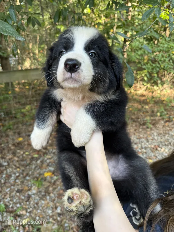 Dolly – Australian Shepherd, Border Collie puppy for sale in Dawsonville, GA
