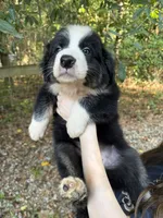 Dolly, a female Australian Shepherd and Border Collie for sale in Dawsonville, GA – 1 of 2