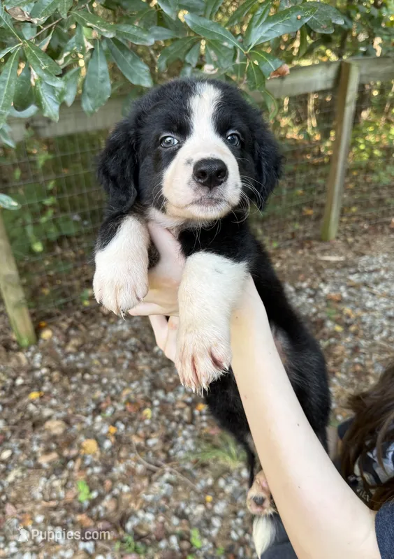 Atlas – Australian Shepherd, Border Collie puppy for sale in Dawsonville, GA