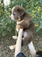Pumpkin, a female Australian Shepherd and Border Collie for sale in Dawsonville, GA – 2 of 2
