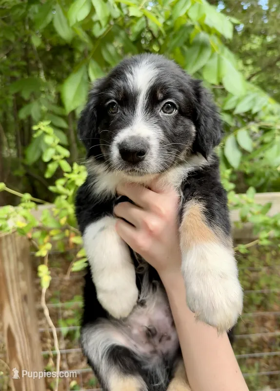 Goliath  – Australian Shepherd, Border Collie puppy on hold in Dawsonville, GA