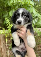 Goliath , a male Australian Shepherd and Border Collie for sale in Dawsonville, GA – 1 of 3