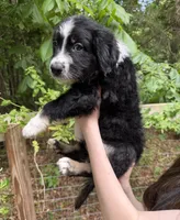 Scout, a male Australian Shepherd and Border Collie for sale in Dawsonville, GA – Photo 2 of 2