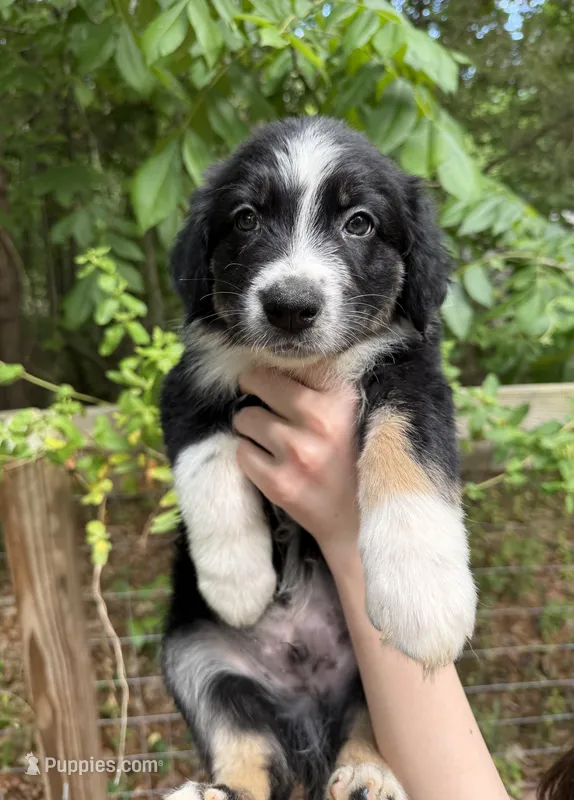 Scout – Australian Shepherd, Border Collie puppy for sale in Dawsonville, GA