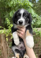 Scout, a male Australian Shepherd and Border Collie for sale in Dawsonville, GA – Photo 1 of 2