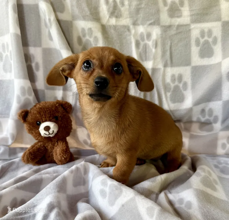 Rose – Chihuahua, Miniature Dachshund puppy for sale in Dawsonville, GA