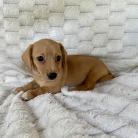 Honey, a female Chihuahua and Miniature Dachshund for sale in Dawsonville, GA – 2 of 2