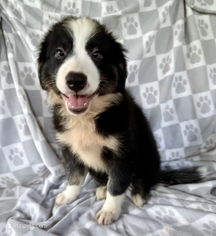 Dolly – Australian Shepherd, Border Collie puppy for sale in Dawsonville, GA