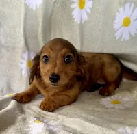 Bella, a female Miniature Dachshund for sale in Dawsonville, GA – 1 of 4