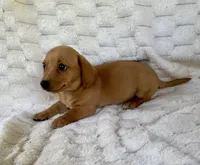 Marigold , a female Chihuahua and Miniature Dachshund for sale in Dawsonville, GA – 2 of 2