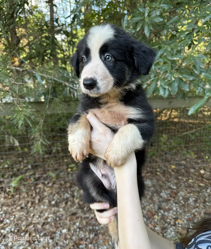 Scout – Australian Shepherd, Border Collie puppy for sale in Dawsonville, GA