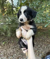 Scout, a male Australian Shepherd and Border Collie for sale in Dawsonville, GA – 1 of 2