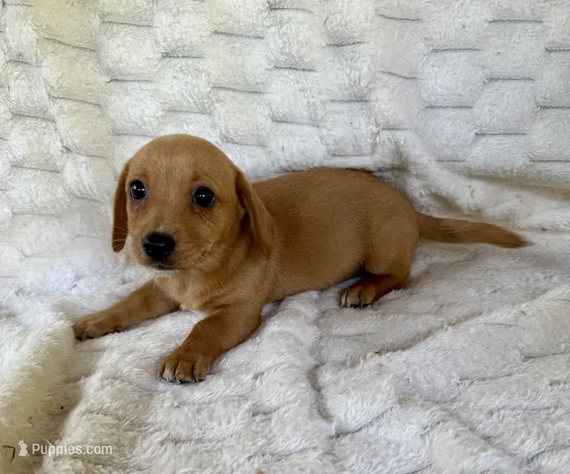 Marigold  – Chihuahua, Miniature Dachshund puppy for sale in Dawsonville, GA