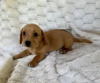Marigold , a female Chihuahua and Miniature Dachshund for sale in Dawsonville, GA – 1 of 2