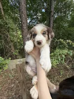 Ranger, a male Australian Shepherd and Border Collie for sale in Dawsonville, GA – Photo 3 of 3